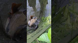 carpe plein l'épuisette #fish #carpfishing #lake #frenesie #peche #poisson #nature #lac #carpe