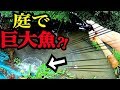 家の庭で釣りとガサガサ！巨大外来魚を捌いていくっ！