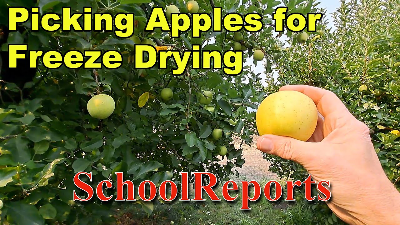 Picking Apples For Freeze Drying At Our Local U Pick Orchard 9 23 picking-apples-for-freeze-drying-at-our-local-u-pick-orchard-9-23