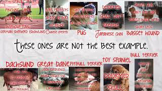 deformed dog breeds
