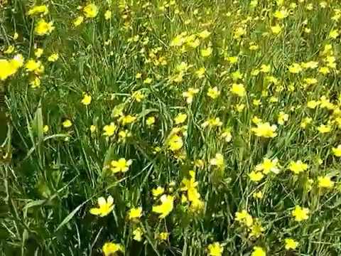 Video: Ranuncolo (ranunculus) (66 Foto): Caustico E Campo, Famiglia E Stagione Dei Fiori. Che Cosa Sembra? Bianco E Giallo, Prato E Kashubian, Esempi In Un'aiuola