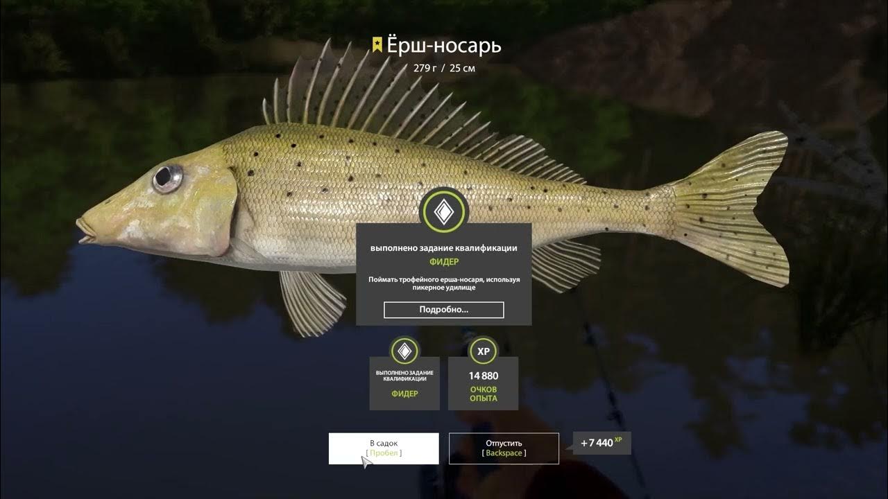 Красная Книга Украины. Ерш носарь, ерш донской Gymnocephalus acerinus (Güldenstä