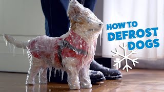 How to defrost dogs