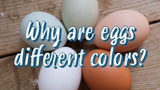 Why Are Eggs Different Colors?
