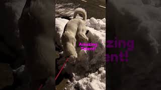Can You Bury Stool In A Snow Pile? Watch to see the results!#sillydog #dog #dogcomedy #doglover