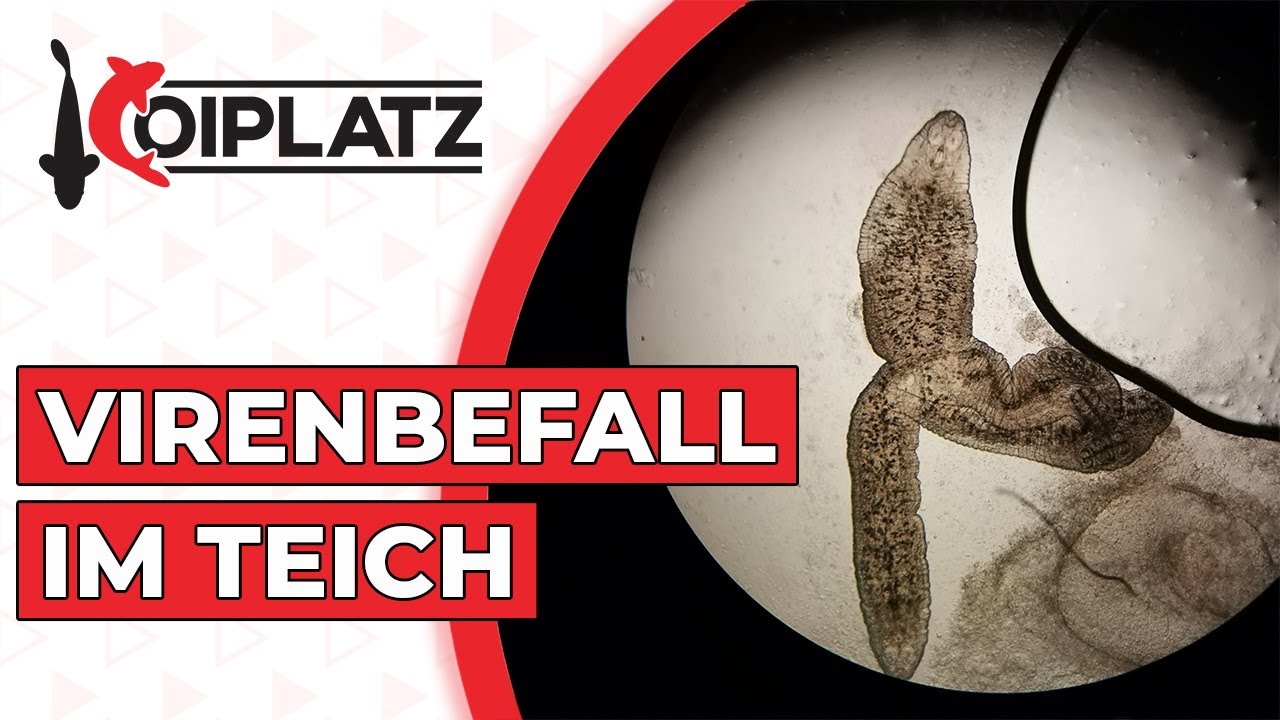 Virenbefall im Koiteich