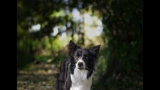 Amazing Dog Tricks by Border Collie Lindsey