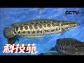 《科技苑》“绿招”养黑鱼 20180806 | CCTV农业