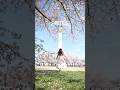 【ワシントンD.C.】満開の桜が想像以上だった🌸
