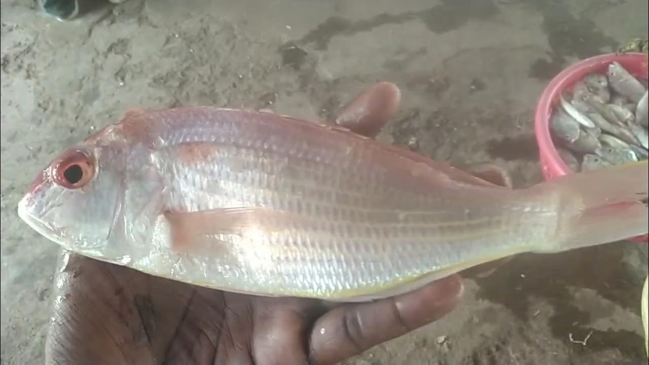 Japanese threadfin bream YouTube