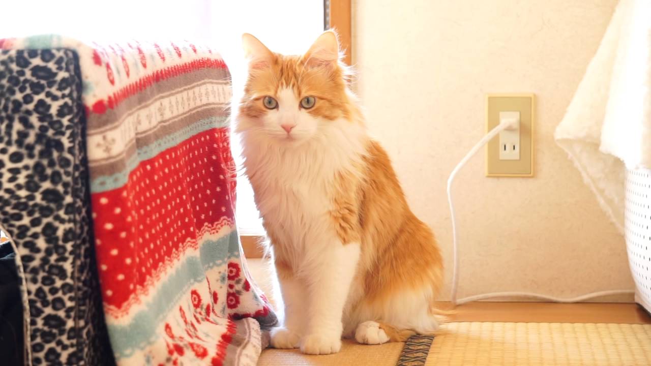メインクーンのかわいいモフモフ写真 動画をご紹介 ねこちゃんホンポ