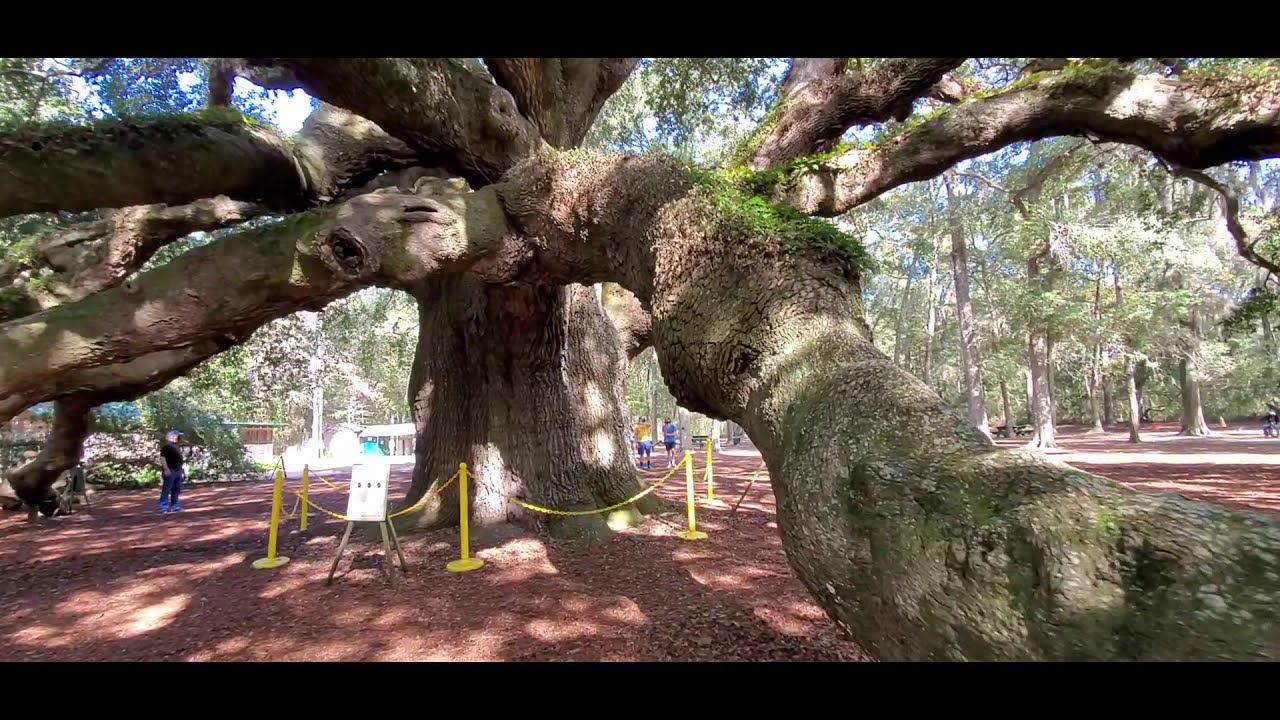 Angel Oak Tree John's Island SC