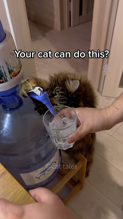 Part 61  #funny #cat#MiniDrama