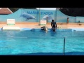下田海中水族館、アシカショー の動画、YouTube動画。
