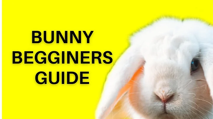 How to Care for Your Pet Bunny A Beginners Guide