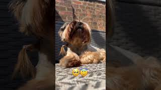 #doglife #dogshorts #doglover #doglovers #dogs #dog #yorkie #yorkshireterrier #shortvideo