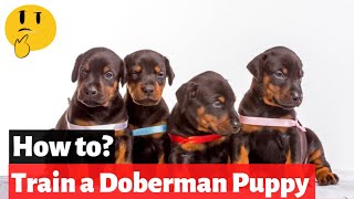 How To Train a Doberman Puppy? | EASY and FAST Training Method |