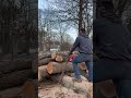 Crazy 390xp eating it up! #chainsaw #husqvarna #faller #treework #firewood #squaregrind #fastcutting
