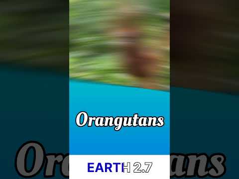 Top 5 Smartest Animals In The World Earth 2 7 Shorts Trending Viral