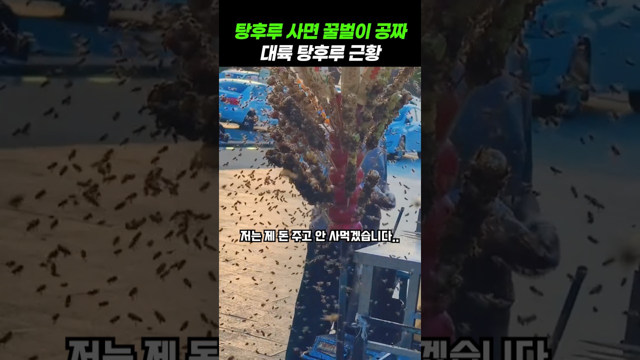 탕후루 사면 꿀이 공짜?