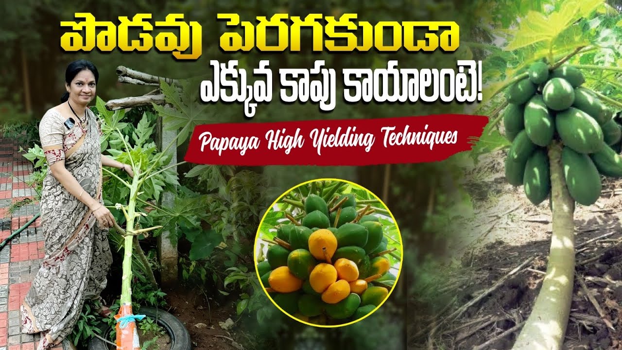 చూసి నేర్చుకుందాం .. చెరకు నాటే విధానం, బొప్పాయి కాసే విధానం #gardeningtips #plants  @MADGARDENER 