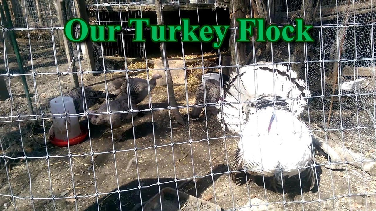 Turkey Update
