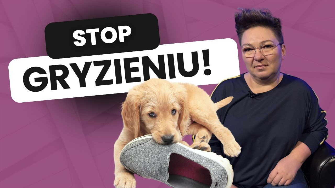 Szczeniak gryzie wszystko? Sprawdzone rozwiązania! | Kawa z PsiaPsi