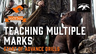 Teaching Your Retriever Multiple Marks | DDU EP. 10