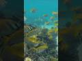 Lots of beautiful fish on Koh Tao. #kohtao #thailand #เกาะเต่า