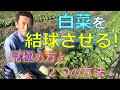 白菜を結球させる！！　その2つの方法　元気かどうかの見極め方