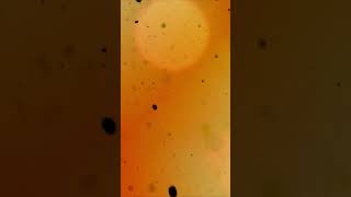 4K Yellow Overlay Bokeh Background