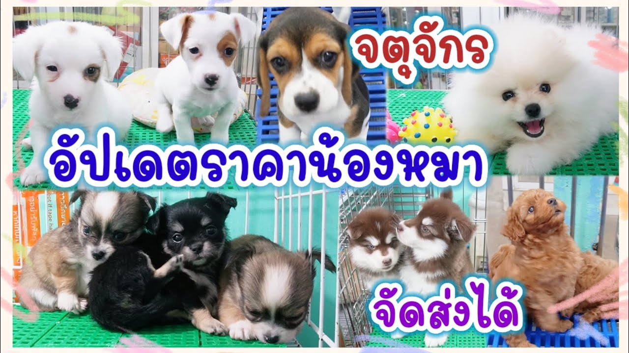 อัปเดตราคาน้องหมา หลายสายพันธุ์  จตุจักร จัดส่งได้ ร้านNutty Babydog