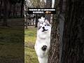 Personas Que Se Convirtieron En Animales 😨🐕 #animals #curiosidades