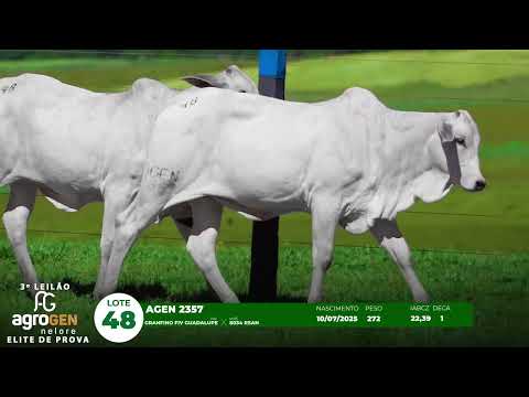 LOTE 48