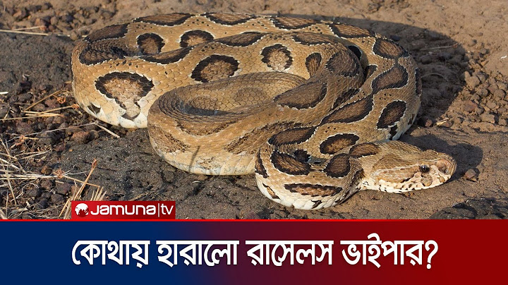 মূর্তিমান আতঙ্ক রাসেলস ভাইপার বেমালুম গায়েব! | Russel's Viper | Jamuna TV