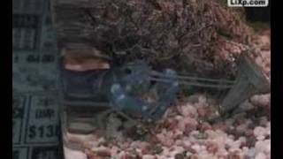 Crayfish Vs Giant Wasp