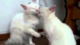 lovely cats cuddling and kissing funny cat vidios