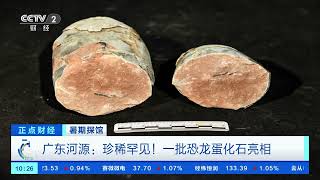 [正点财经]暑期探馆 广东河源：珍稀罕见！一批恐龙蛋化石亮相| 财经风云