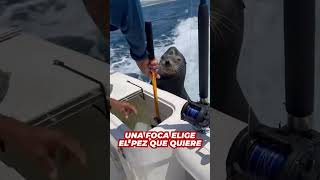 Una Foca Quiere Un Pez Más Grande