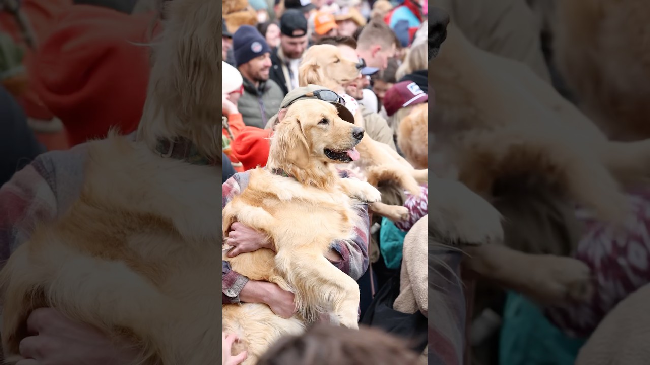 Thousands of Golden Retrievers take over Golden, Colorado 2025 