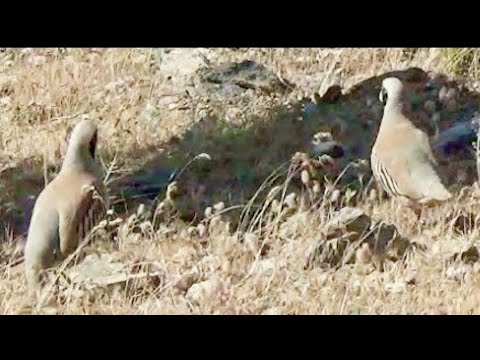 Dişi (Meri) Avı / Sesli Yabani Keklik / Petek_61_ Çatı Avı / Partridge Rebhuhn Perdrix الحجل طائر