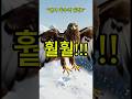 날개짓으로 리듬 타는 독수리 #댄스 #리듬 #독수리