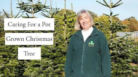 Caring for a Pot Grown Christmas Tree.