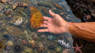Menemukan banyak hewan laut unik dipantai saat surut