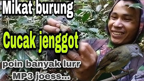 Mikat burung cucak jenggot poin banyak lurr... pakai MP3 paling joes...