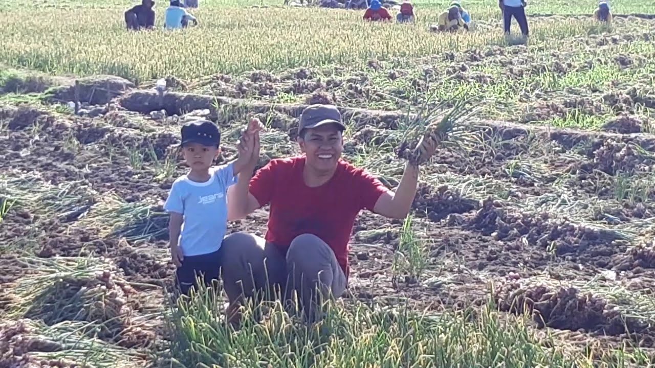Fathan Panen Bawang Merah di Sawah "LA NARU" , Sangia Sape13 Juni 2018