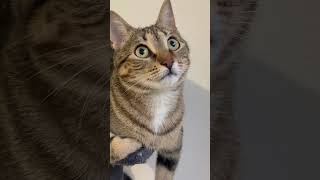 #cat #cats #chat #lachat #кот #кошка #прикольныекоты #веселыекоты #funny #видосыоткота #котофейка