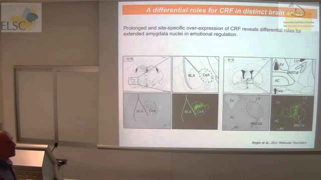 ELSC-ICNC Seminar: Alon Chen