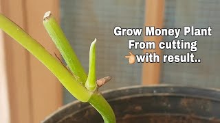 Best way to grow Money Plant cutting in soil : with RESULT // grow Money plant cutting