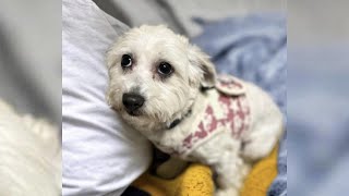 The poor dog was found on the street and was looking for a loving owner by Angels And Animals 567 views 2 weeks ago 5 minutes, 26 seconds